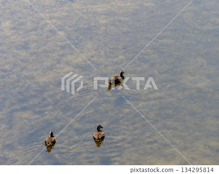 大和川裡的鴨子在游泳 大和川裡的鴨子在游泳 134295814