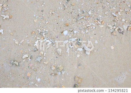 Shells and coral washed up on the beach 134295821