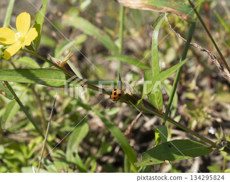 田野裡的草地上停著一隻瓢蟲。 田野裡的草地上停著一隻瓢蟲。 134295824