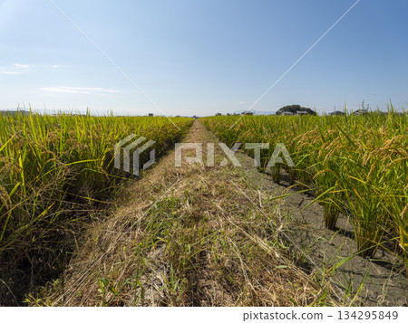 一條穿過稻田的小路 134295849