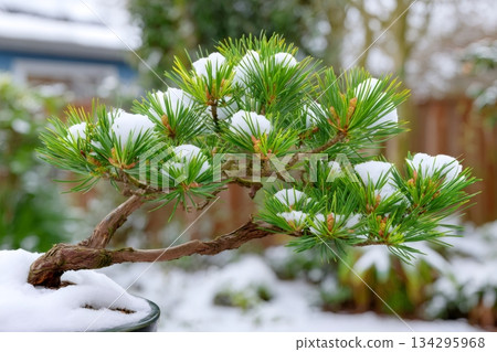 Bonsai pine tree branches covered in fresh snow 134295968