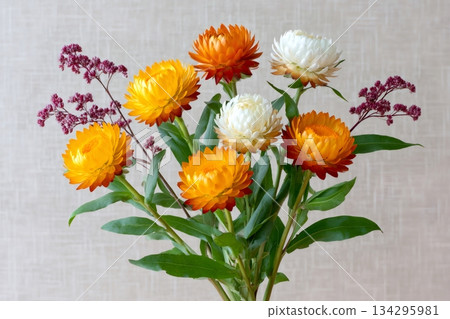 Colorful strawflower bouquet creating decorative still life Colorful strawflower bouquet creating decorative still life 134295981