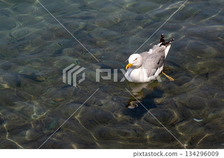 Seagull in the Ionian sea, Kerkyra, Corfu, Greece 134296009