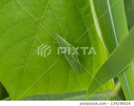 A piggyback grasshopper resting on a leaf 134296026