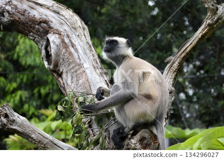 A grey langur sitting on a tree and looking up A grey langur sitting on a tree and looking up 134296027