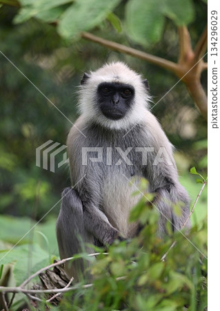 Seated Hanuman Langur looking at the camera Seated Hanuman Langur looking at the camera 134296029