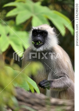 Gray langur eating leaves Gray langur eating leaves 134296030