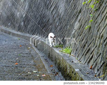 一隻本地貓沿著牆走。 134296040