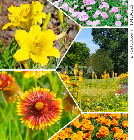 Vibrant Floral Garden Photo Collage with Summer Blooms Vibrant Floral Garden Photo Collage with Summer Blooms 134296215