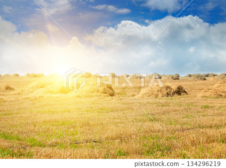Golden Field with Hay Bales and Bright Cloudy Sky at Sunset 134296219