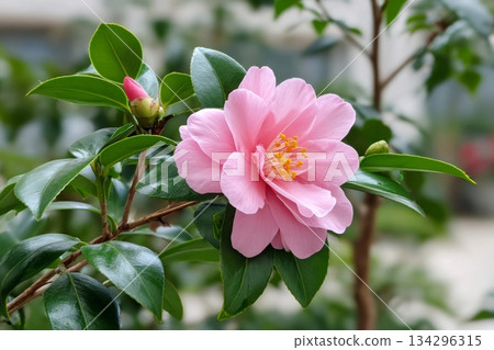 Pink camellia flower blooming with a bud Pink camellia flower blooming with a bud 134296315
