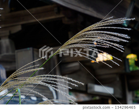 Quiet Winter Grass in an Old Wareho Quiet Winter Grass in an Old Wareho 134296465