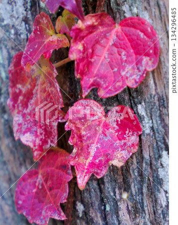 初冬的紅常春藤葉子 134296485