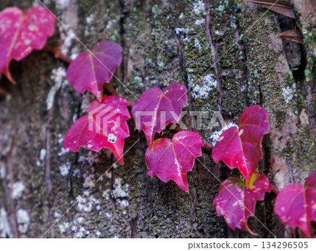 Red Ivy Leaves in Early Winter 134296505