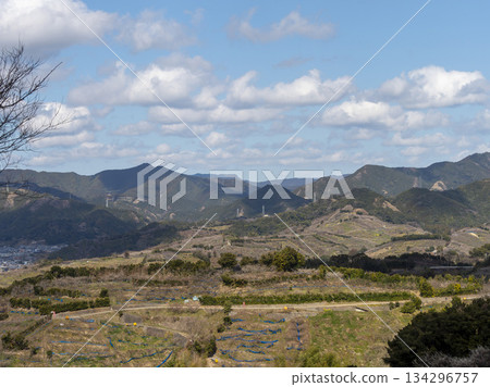 Plum blossoms bloom in the Nanbu Plum Grove 134296757