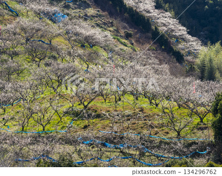 南部梅園的梅花盛開 南部梅園的梅花盛開 134296762