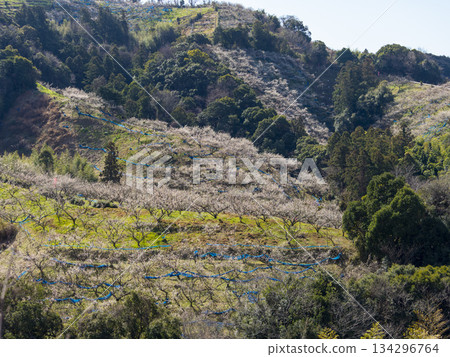 Plum blossoms bloom in the Nanbu Plum Grove Plum blossoms bloom in the Nanbu Plum Grove 134296764