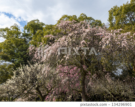 道明寺天滿宮梅園景色，梅花盛開。 134296901