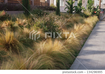 Eco-friendly border: resilient ornamental grass defining a path in a sustainable garden 134296995