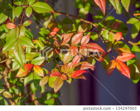 Nandina Leaves Before Winter 134297003