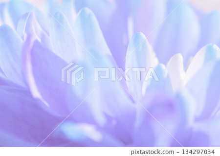 Soft lilac floral abstract background with blurred chrysanthemum petals, creating a gentle texture Soft lilac floral abstract background with blurred chrysanthemum petals, creating a gentle texture 134297034
