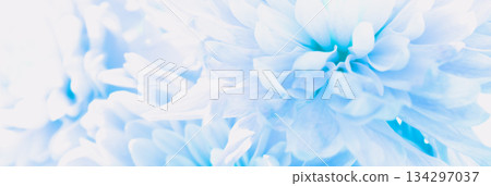 Calm pastel blue floral pattern: an abstract background of soft focus, interwoven petals Calm pastel blue floral pattern: an abstract background of soft focus, interwoven petals 134297037