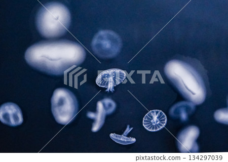 藍色的水母漂浮在水面上 藍色的水母漂浮在水面上 134297039