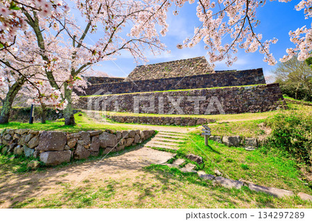 <Tottori Prefecture> Yonago Castle Ruins and Cherry Blossoms; Stone Wall of the Main Tower 134297289