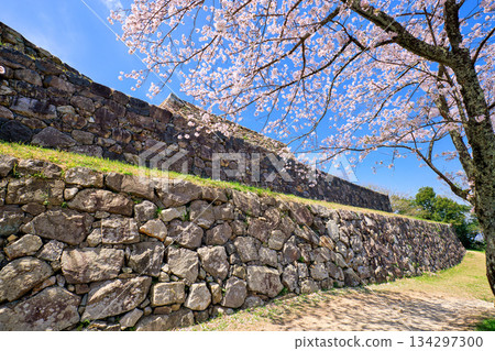 <Tottori Prefecture> Yonago Castle Ruins and Cherry Blossoms; Stone Wall of the Main Tower 134297300