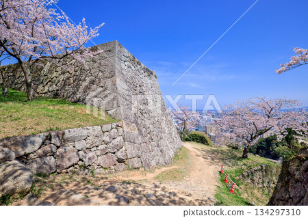 Cherry blossoms at the ruins of Yonago Castle (Tottori Prefecture) - Four-story turret base, corner of the stone wall of the small castle tower base Cherry blossoms at the ruins of Yonago Castle (Tottori Prefecture) - Four-story turret base, corner of the stone wall of the small castle tower base 134297310
