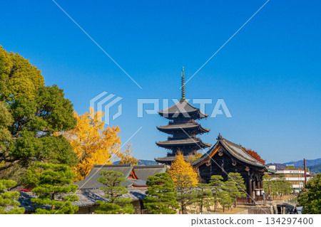 京都市南區東寺的五重塔，以及寺院內樹木的黃葉 134297400