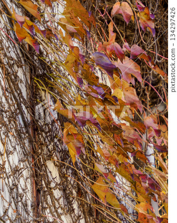 Ivy Leaves and Withered Vines Before Winter 134297426