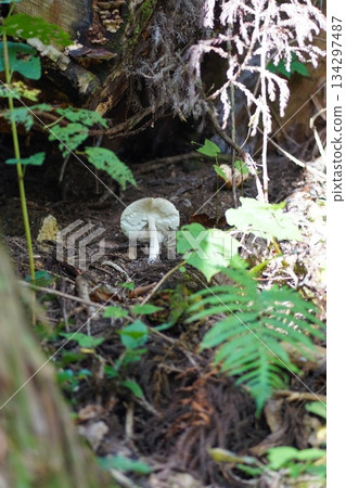 White mushrooms in the forest 134297487