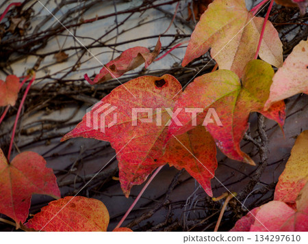 冬日來臨前，常春藤葉片變色，還有那靜默的牆 134297610