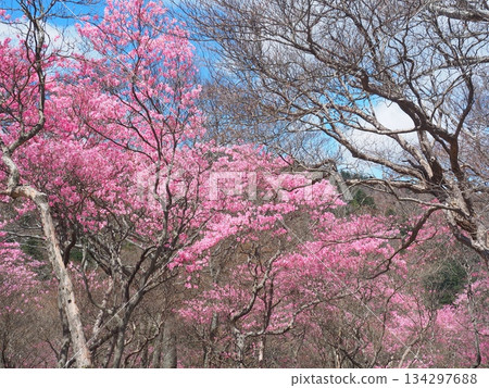 Takaharayama and Daimaru's red cherry blossoms 134297688