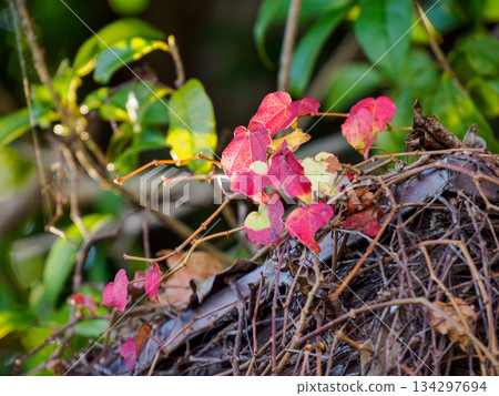 Red Ivy Leaves in Quiet Winter Light 134297694