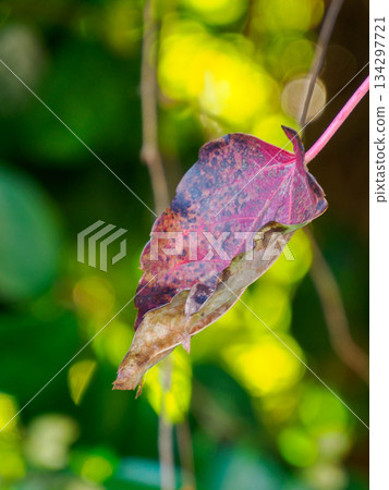 冬日柔光下的一片葉子 134297721