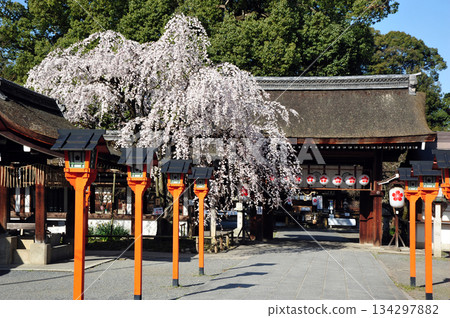 Kyoto Cherry Blossoms: The Leading Weeping Cherry Tree in Full Bloom 134297882