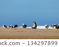 Grey Heron (Ardea cinerea) Roosting On Beach With Kelp Gulls (Larus dominicanus) 134297899