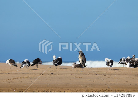 Grey Heron (Ardea cinerea) Roosting On Beach With Kelp Gulls (Larus dominicanus) 134297899