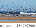 Flock of Lesser Crested Tern in flight (Sterna bengalensis) 134297900