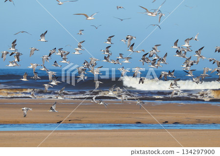 Flock of Lesser Crested Tern in flight (Sterna bengalensis) 134297900
