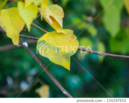 冬日前的靜謐黃葉 冬日前的靜謐黃葉 134297919