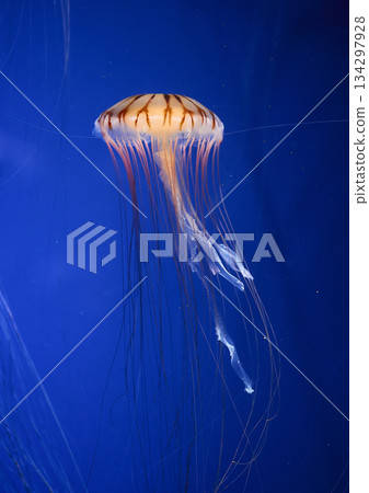 Jellyfish floating in the aquarium Jellyfish floating in the aquarium 134297928