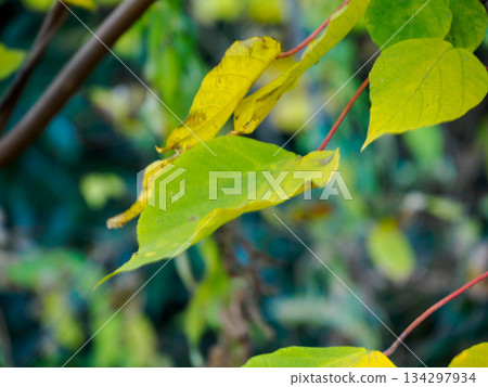 Quiet Yellow Leaves Before Winter Quiet Yellow Leaves Before Winter 134297934