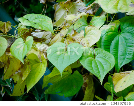 Quiet Yellow Leaves Before Winter Quiet Yellow Leaves Before Winter 134297936