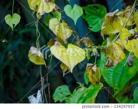 Quiet Yellow Leaves Before Winter Quiet Yellow Leaves Before Winter 134297937