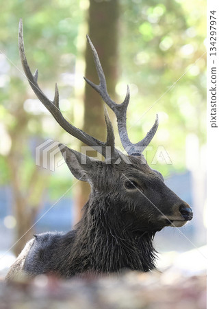 A male Yaku deer is on guard. A male Yaku deer is on guard. 134297974
