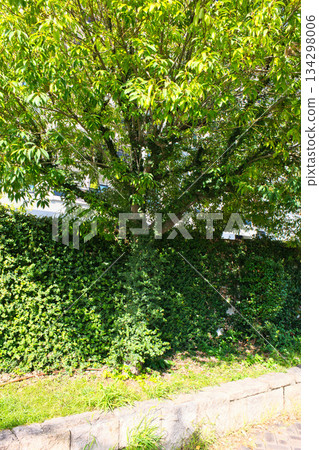 Ivy-covered tree trunk Ivy-covered tree trunk 134298006