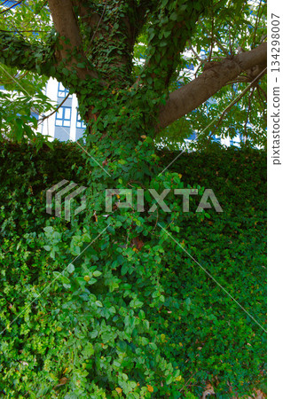Ivy clinging to a tree 134298007